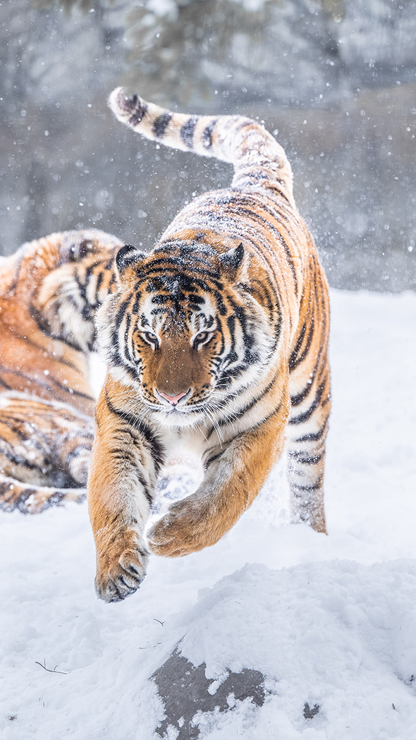 雪の中を駆けるトラ