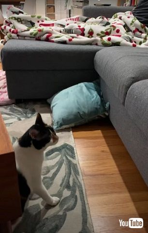 ソファを見つめる猫