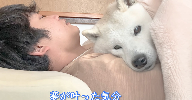 ふわふわの柴犬とお布団へ 飼い主の念願の 一緒寝 に なんてうらやましい 至福の時間ですね の声 ねとらぼ