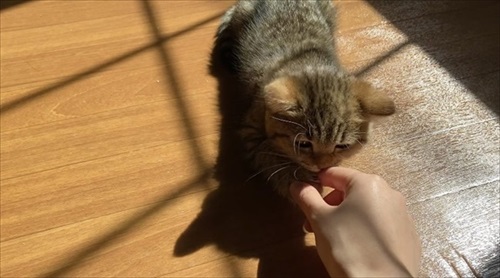 握手してくれる猫