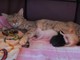 4匹の子猫を育てる母猫、ふと疲れた顔を見せて……　寝不足でも頑張る姿に「尊敬しかない」「立派なお母さん」の声