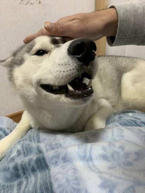 笑顔がかわいいハスキー犬