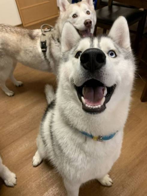 キラキラ笑顔のハスキー犬