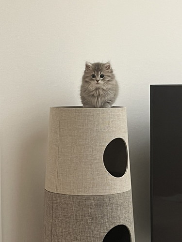 キャットタワーの上でなんだか丸い猫