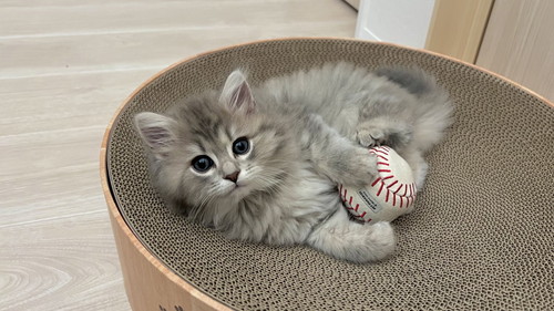 野球ボールを抱える猫