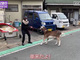 乃木坂46与田祐希、ペットのヤギが息を引き取る　「また会いたかったな…」帰省動画が最後の思い出に