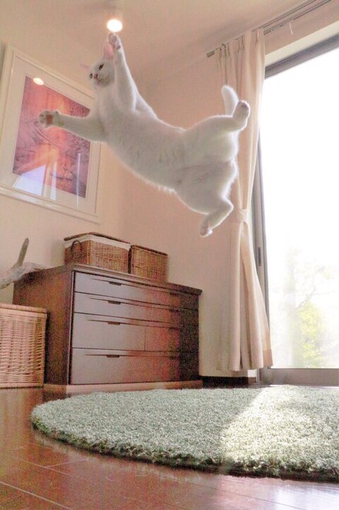 飛ぶ猫