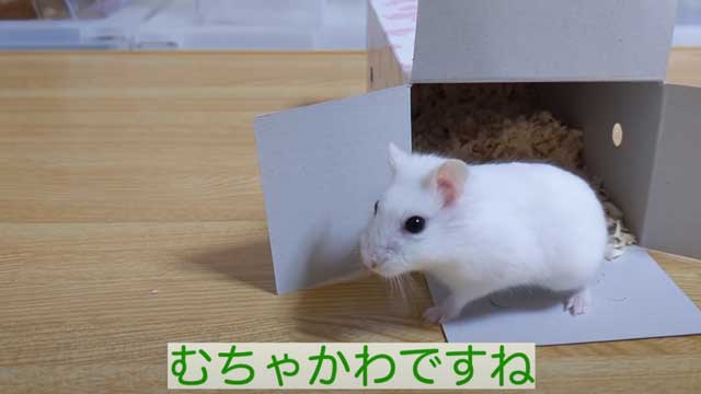 売れ残っていたハムスターをお迎えしたら かわいいしかない真っ白な天使に 幸せなハム生 を願う声続々 ねとらぼ 売れ残っていたハムスターをお迎えしたら かわいいしかない真っ白な天使に 幸せなハム生 を願う声続々 ねとらぼ