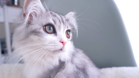 オードリー ヘプバーンみたい なんて美形猫ちゃん 彼女感がすごい 美麗な猫ちゃんにほれぼれする人続出 ねとらぼ