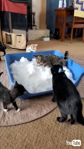 雪に飛び込む猫を見守る猫たち
