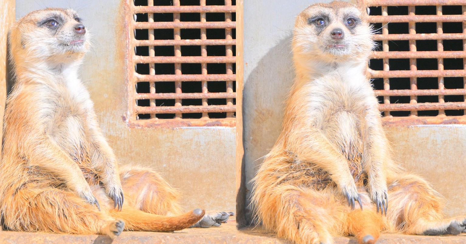 全てを失ったミーアキャット 放心状態からの まだ終わってない 2コマ漫画みたいな表情の変化が面白い ねとらぼ 全てを失ったミーアキャット 放心状態からの まだ終わってない 2コマ漫画みたいな表情の変化が面白い ねとらぼ