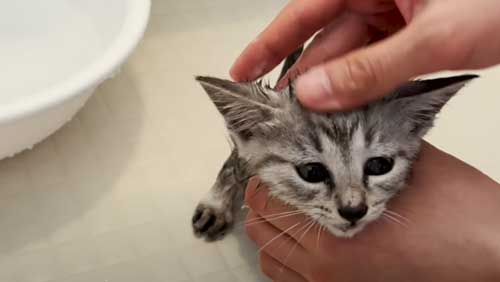 頭を洗われる子猫