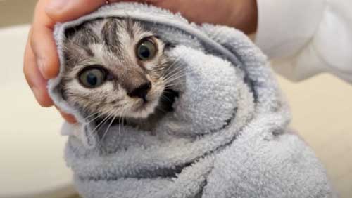 タオルにくるまれる子猫
