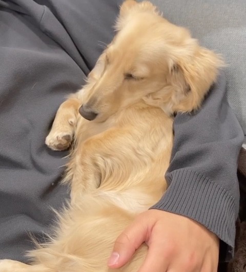 犬がお兄ちゃんの腕で眠る