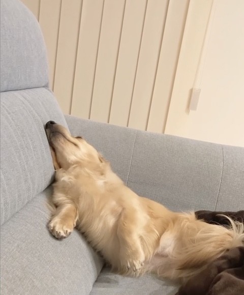 ソファで眠る犬