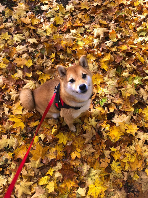 落ち葉の中散歩するいちちゃん
