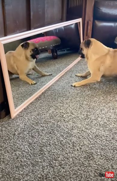 鏡の中の自分と遊ぶパグ犬