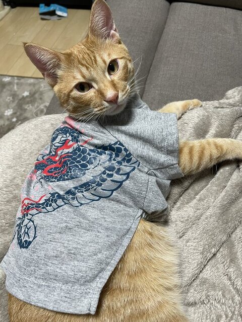 洋服を着る猫