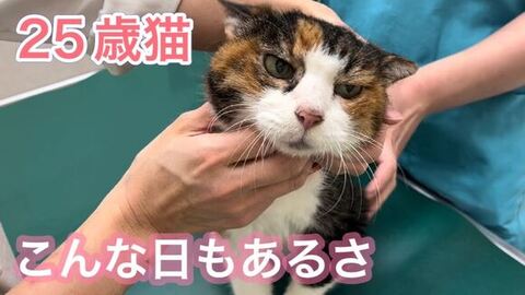 25歳猫健診