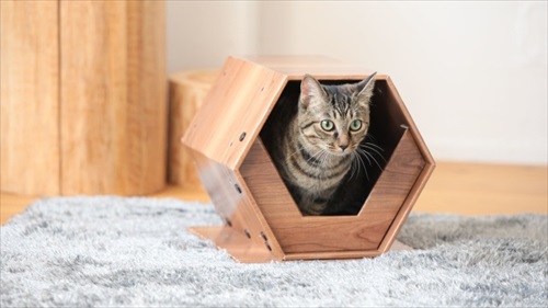 catcube