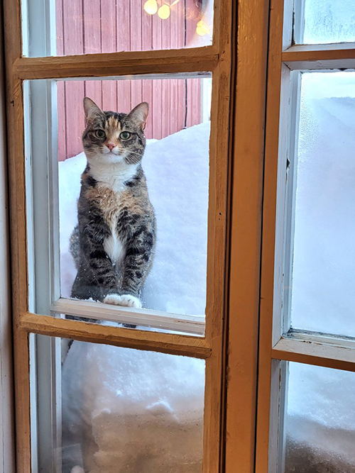 窓際に佇む猫ちゃん