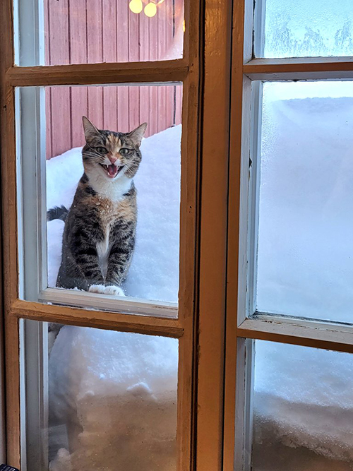窓際で鳴く猫ちゃん