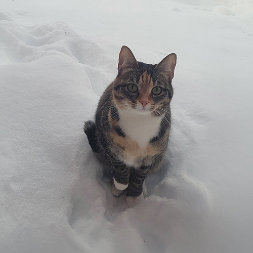 雪の中の猫ちゃん
