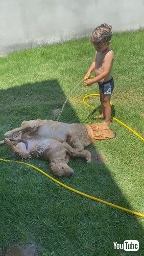 uKid Hoses off Golden Retriever Puppies on Hot Day || ViralHogv
