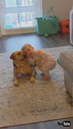 「Toddler Receives Kisses From Dog While Playing Doctor With Him - 1281470」