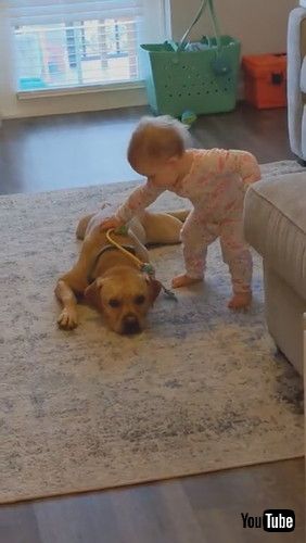 uToddler Receives Kisses From Dog While Playing Doctor With Him - 1281470v
