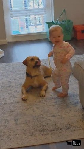 uToddler Receives Kisses From Dog While Playing Doctor With Him - 1281470v