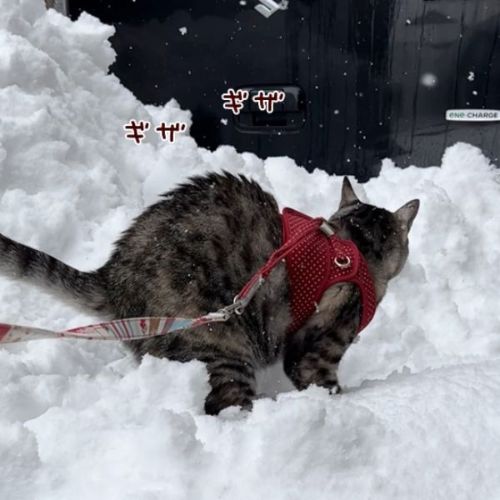 雪に驚く猫