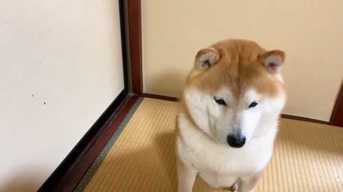 ふすまに穴を開けてしまった柴犬さんを注意すると しょんぼりしたお顔に こんなかわいかったら怒れない の声 ねとらぼ