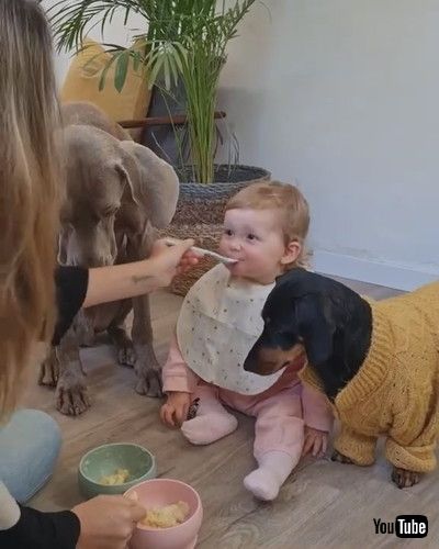 「Woman Feeds Dogs Along With Her Baby - 1294986」