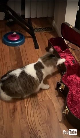 ギターの音に反応する猫