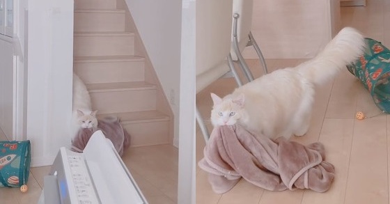 猫 お届けに参りましたー 重たい毛布を はむっ とくわえて運ぶ姿が 一生懸命で愛らしい と話題 ねとらぼ