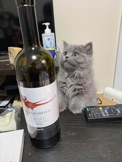 ワインが気になる猫ちゃん