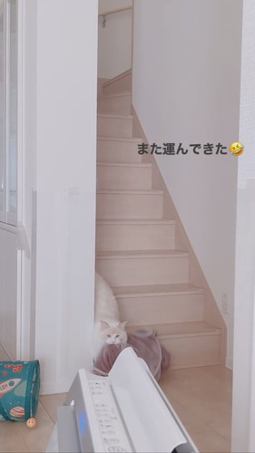 階段を降りてくる猫