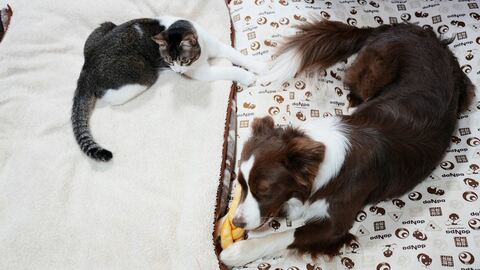 布団にいる犬と猫