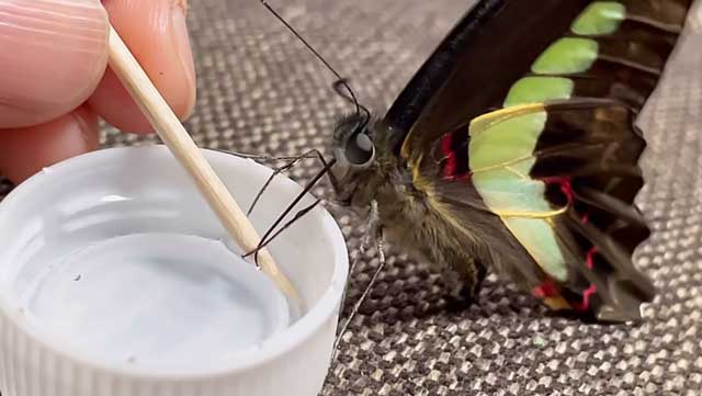 蝶は人に育てられるとこうなります 飼い主になつくアオスジアゲハに こんなに可愛く見えたの初めて の声 ねとらぼ