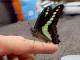 「蝶は人に育てられるとこうなります」　飼い主になつくアオスジアゲハに「こんなに可愛く見えたの初めて」の声