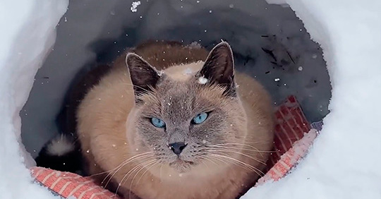 猫ちゃんが猫型かまくらでぬくぬくあったまり…… 粉雪を見つめるファンタジーのような光景に20万人うっとり - ねとらぼ