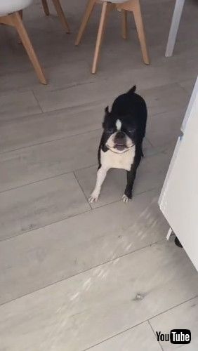 uBoston Terrier Lost Toy in Peculiar Spot || ViralHogv