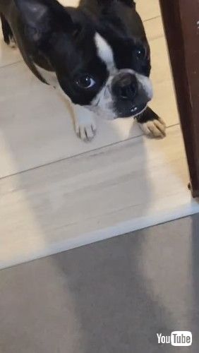 uBoston Terrier Lost Toy in Peculiar Spot || ViralHogv