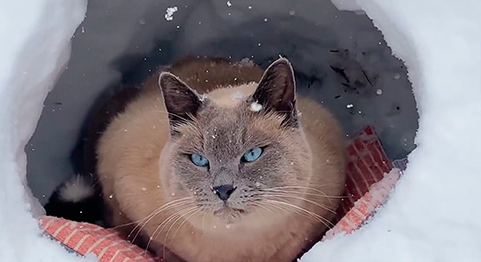 猫ちゃんが猫型かまくらでぬくぬくあったまり…… 粉雪を見つめるファンタジーのような光景に20万人うっとり - ねとらぼ