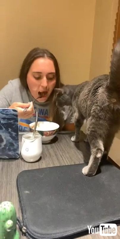 食事中の飼い主にかまってほしい猫がとった行動とは まさかの お尻見せ 攻撃に苦笑するしかない 米 1 2 ページ ねとらぼ