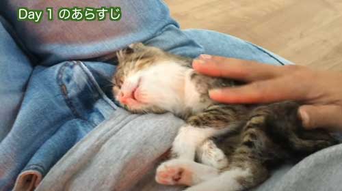 保護した子猫が安心して眠る
