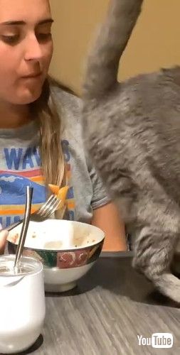 「Rude Cat Disrupts Meal || ViralHog」