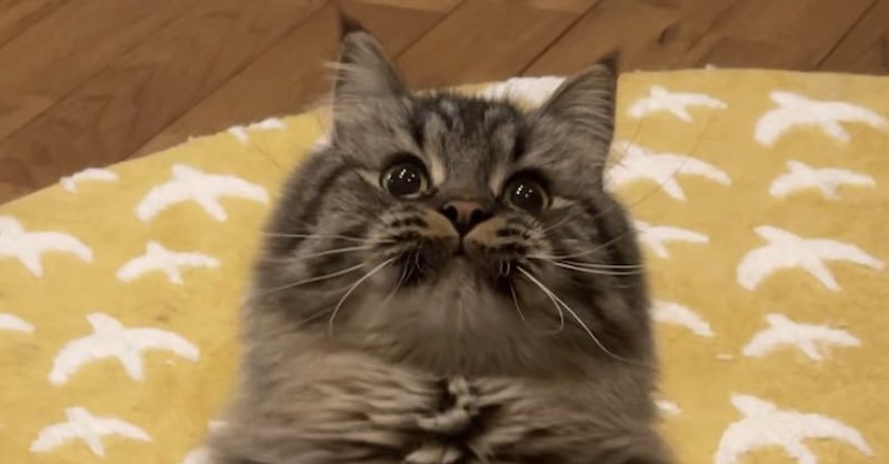 ポケモン感ある ぷっくりwがかわいい 猫ちゃんが むんっ と立ち上がる姿に虜になる人続出 ねとらぼ