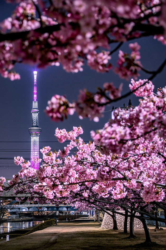 スカイツリーと河津桜の息をのむハーモニー 夜空をピンクに照らす瞬間を切り取った写真がすてき 1 2 ページ ねとらぼ